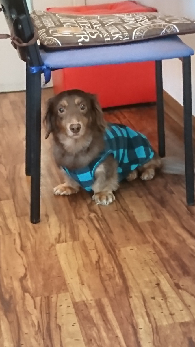 ダックスのレオンちゃん お泊まりの様子