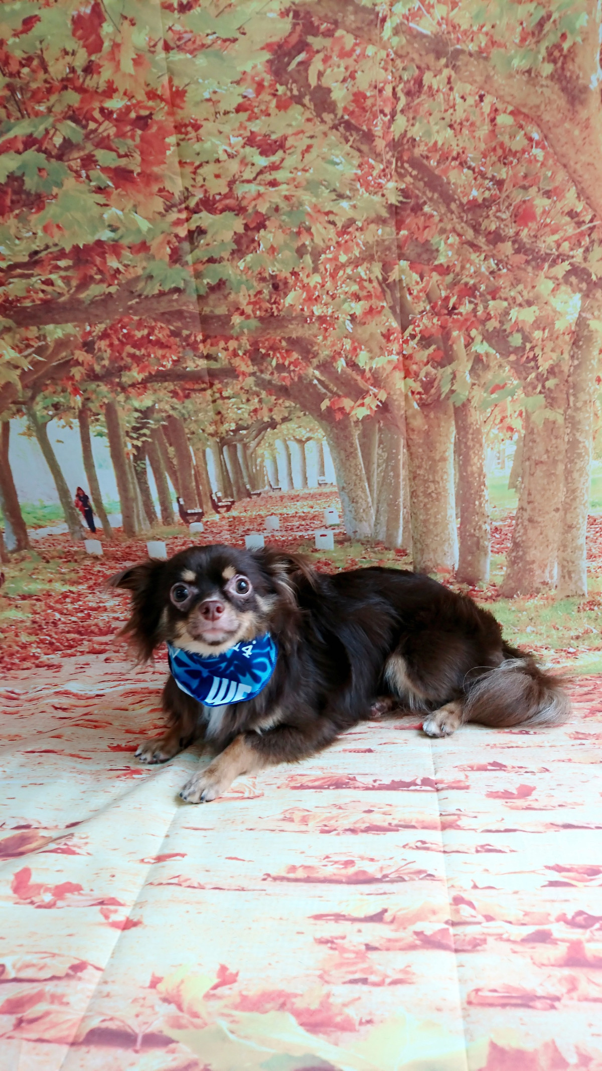 チワワのショコラちゃん グルーミングコース 部分カット