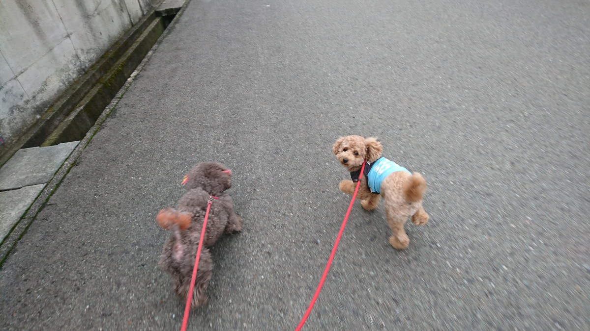 プードルのまるちゃん お泊まりの様子