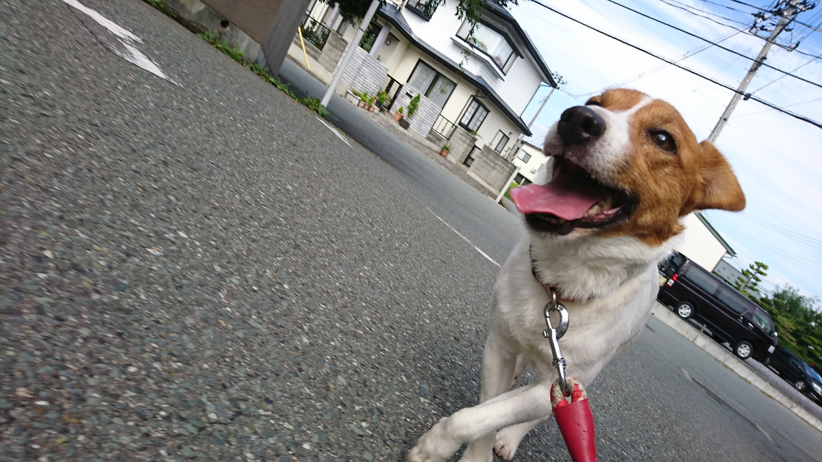 ジャックラッセルのマロンちゃん お泊まりの様子