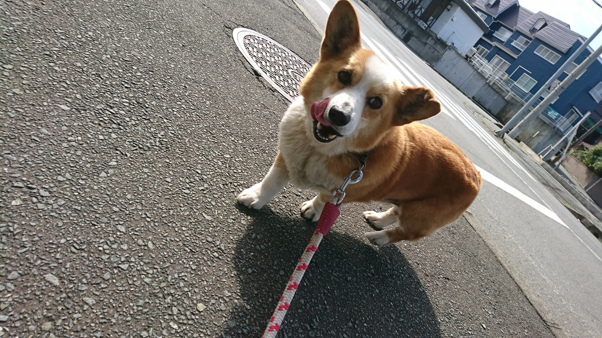 コーギーのロビーちゃん お泊まりの様子