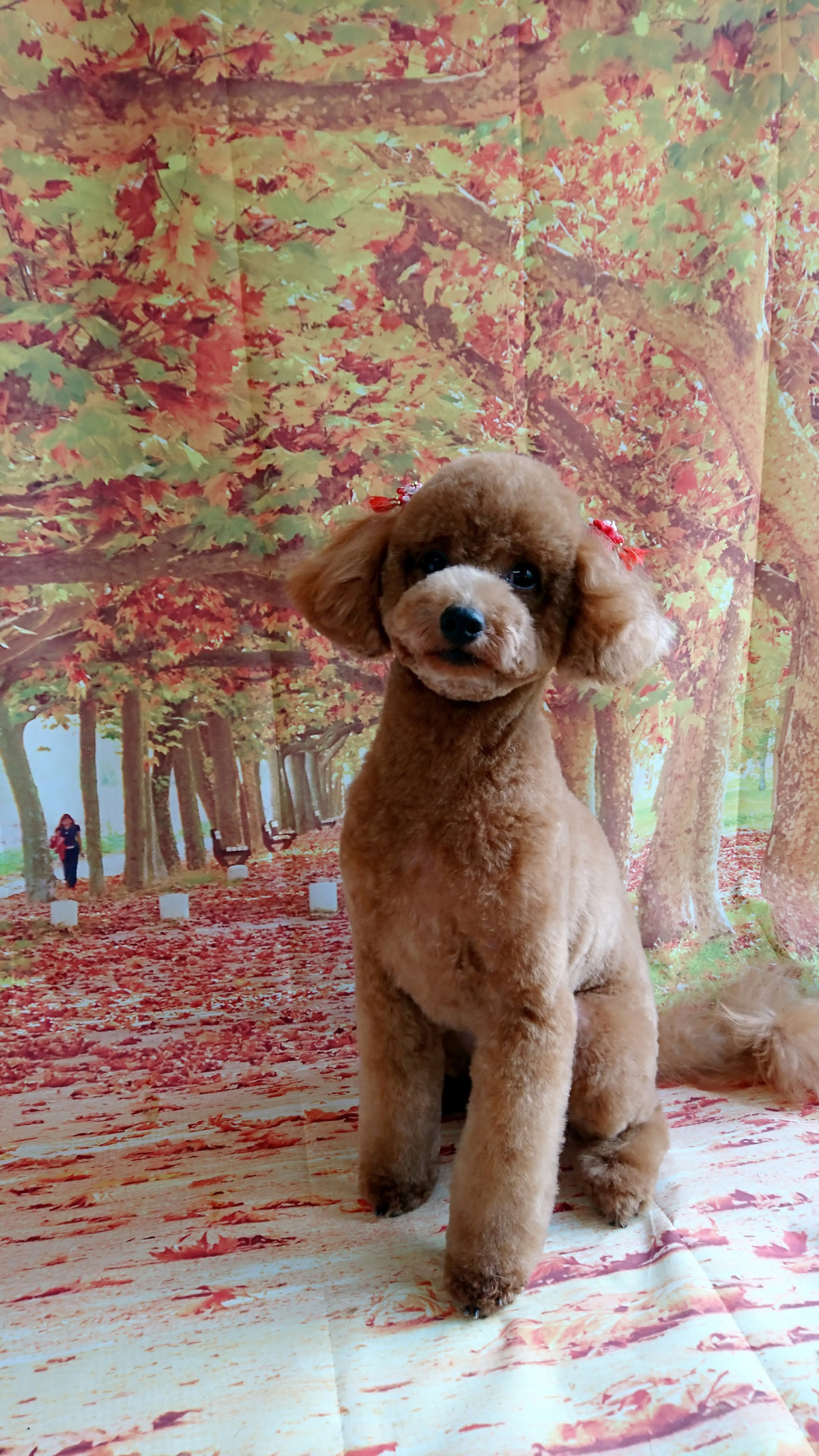 プードル×マルチーズのキャンディーちゃん トリミングコース