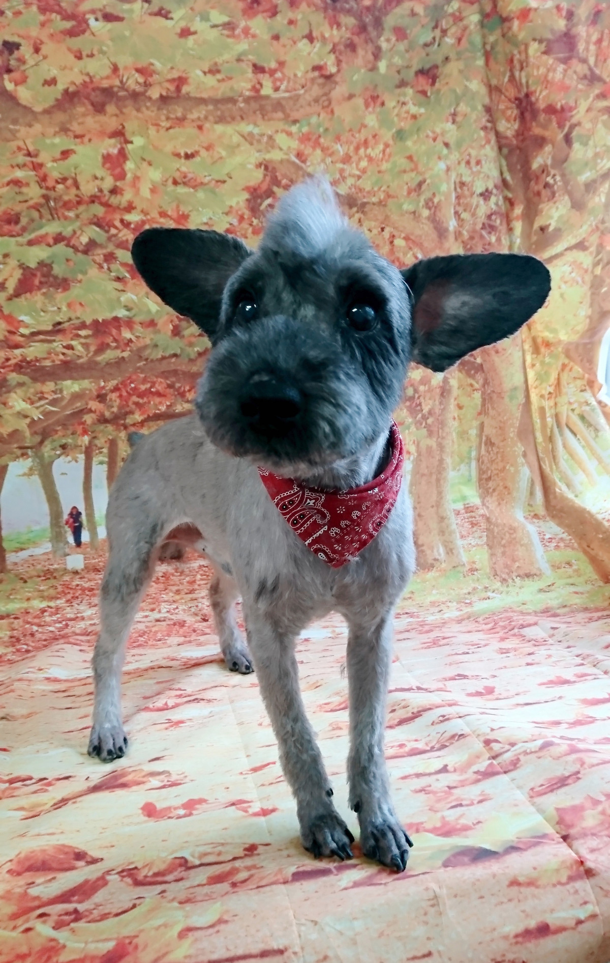 シュナウザーのジルちゃん トリミングコース