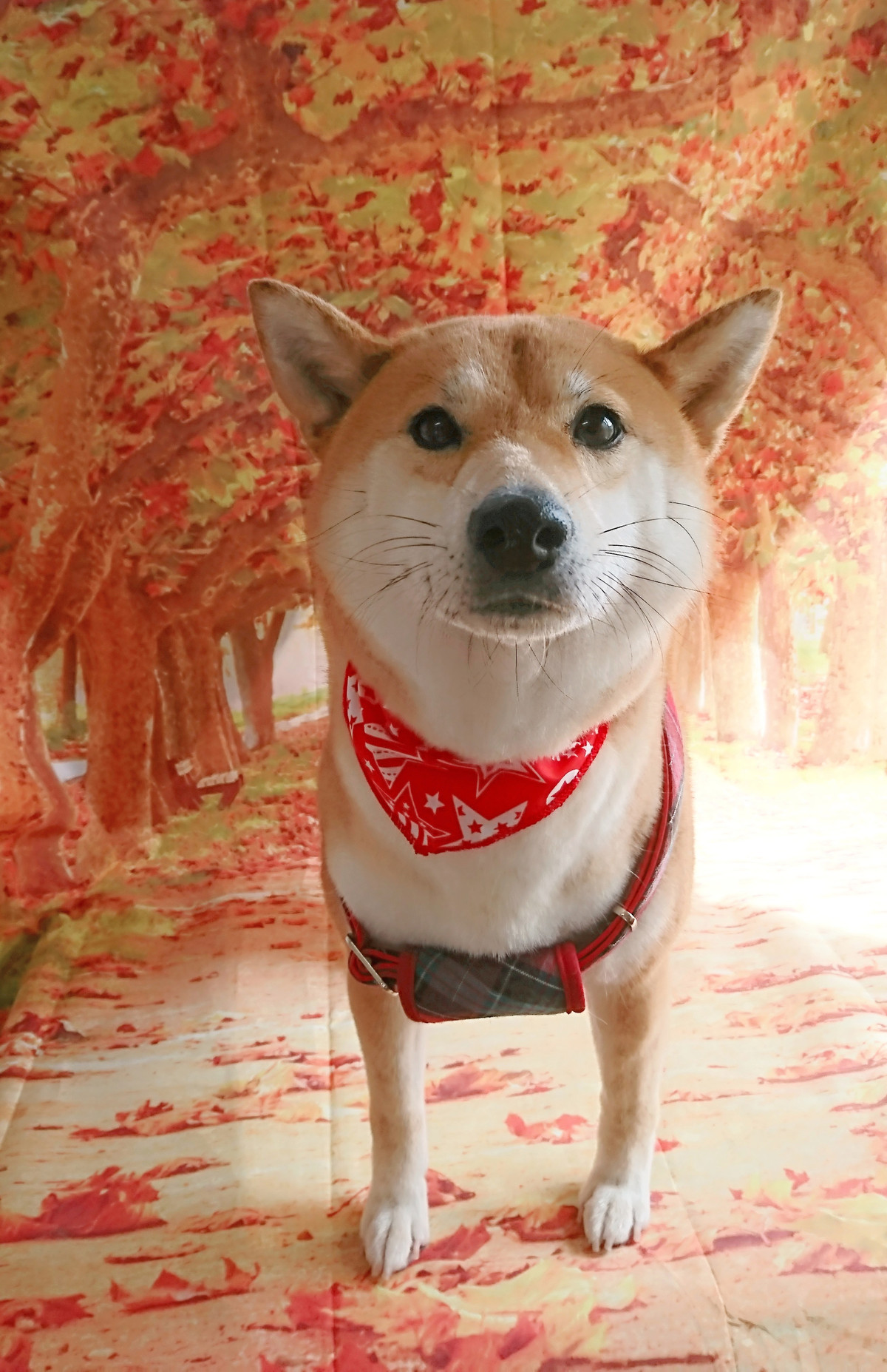 柴のりんちゃん グルーミングコース 部分カット