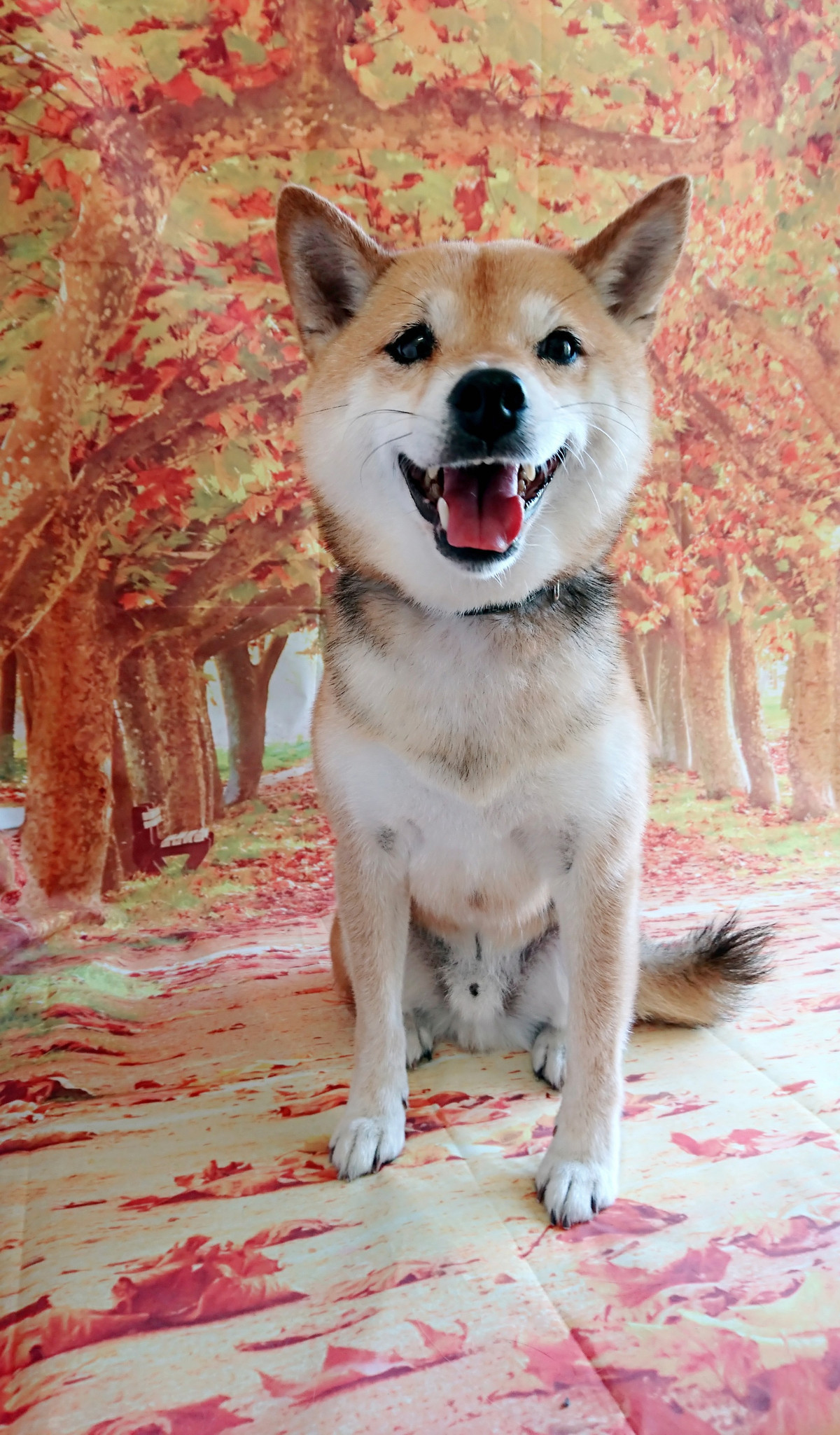 柴のちゃちゃ丸ちゃん シャンプーコース お爪切り 肛門腺絞り