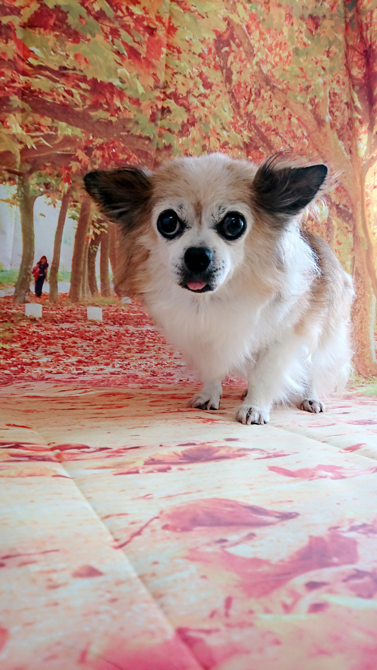 チワワのはっぴぃちゃん グルーミングコース