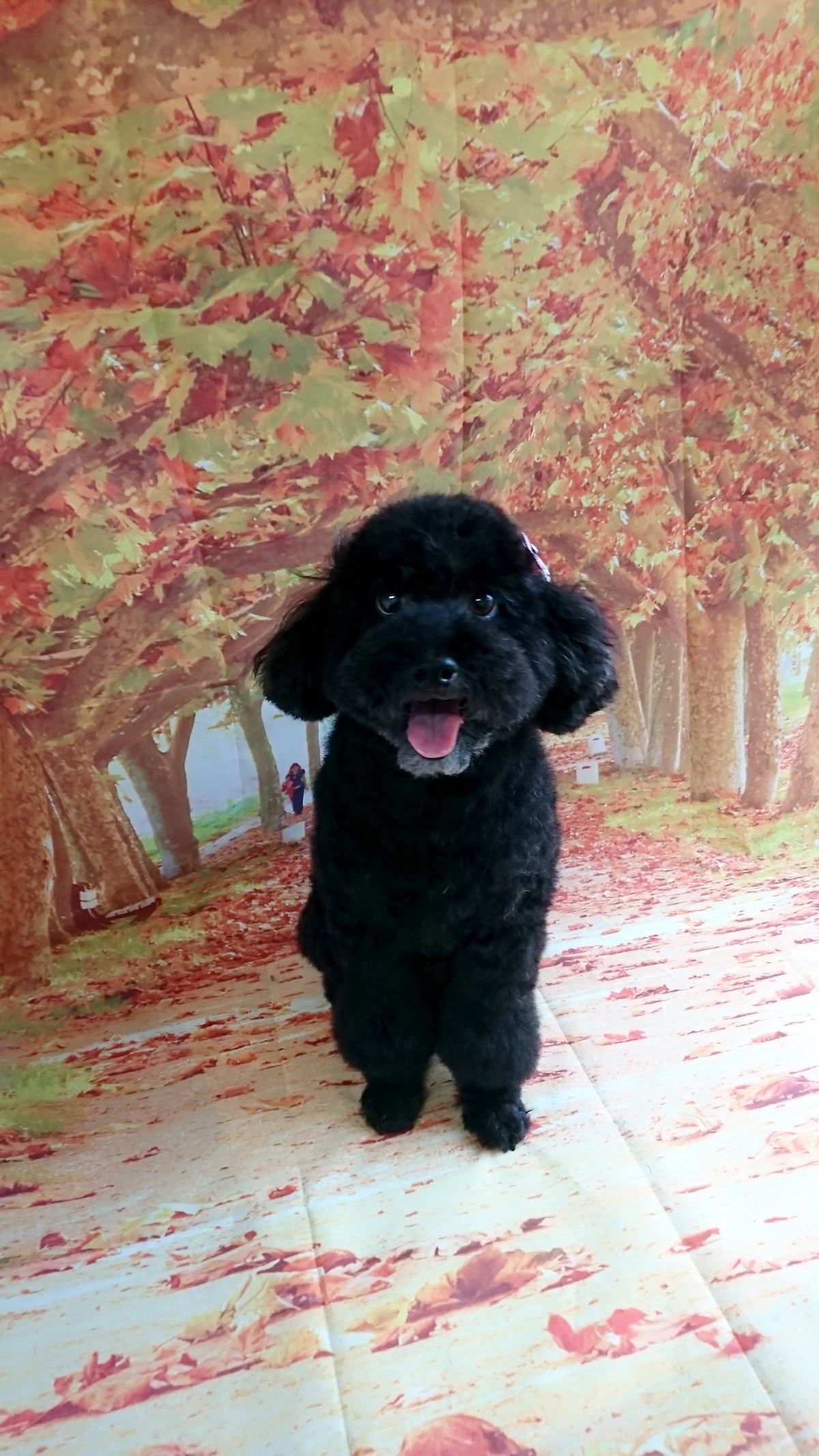 プードルのクールちゃん シャンプーコース