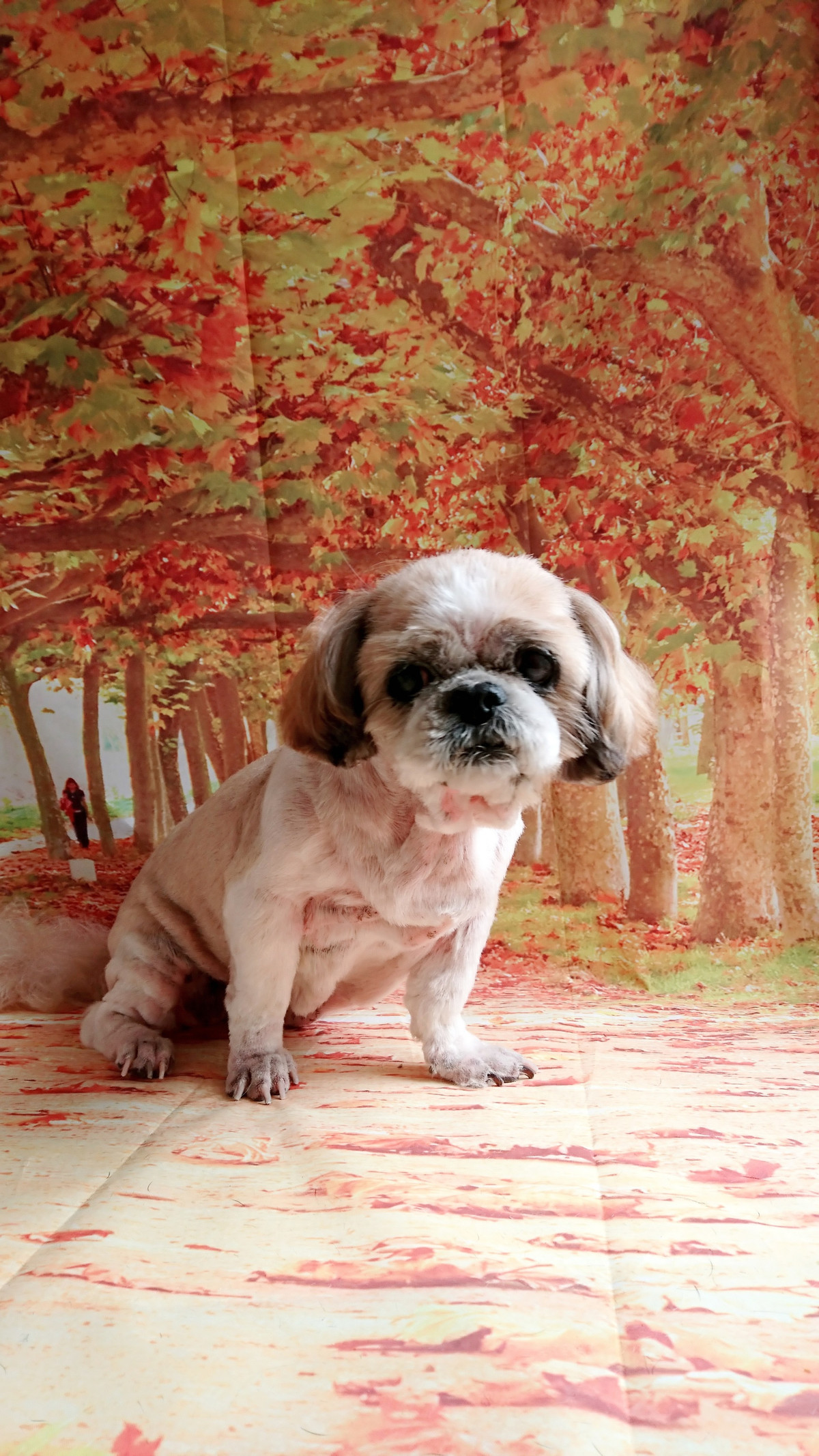 シーズーのこころちゃん トリミングコース