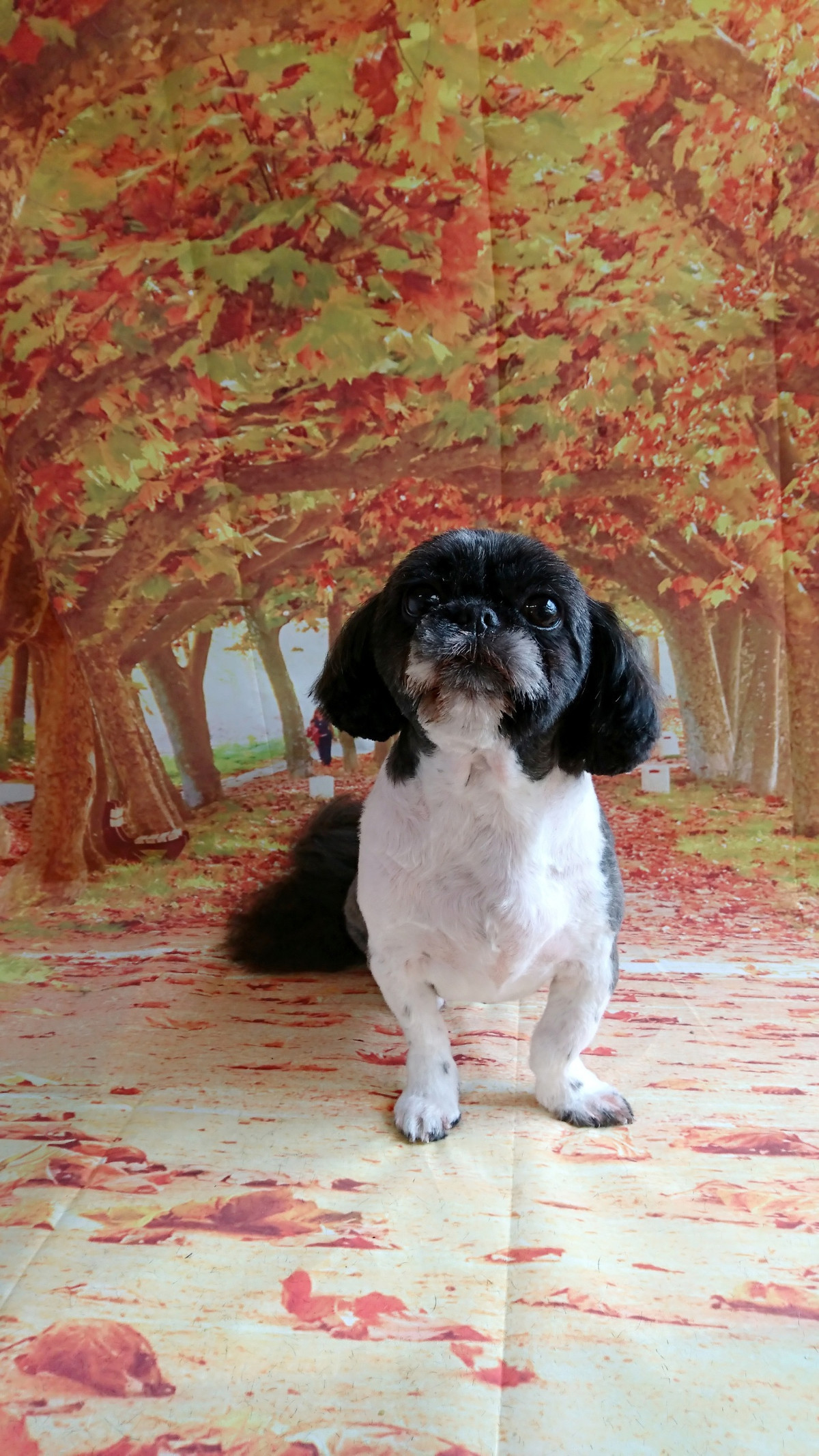 シーズーのナナちゃん&シュナウザーのあんこちゃん トリミングコース