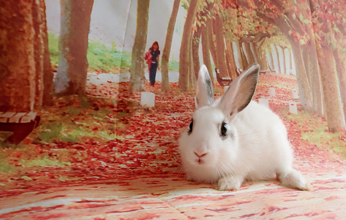 うさぎのホワちゃんお爪切り