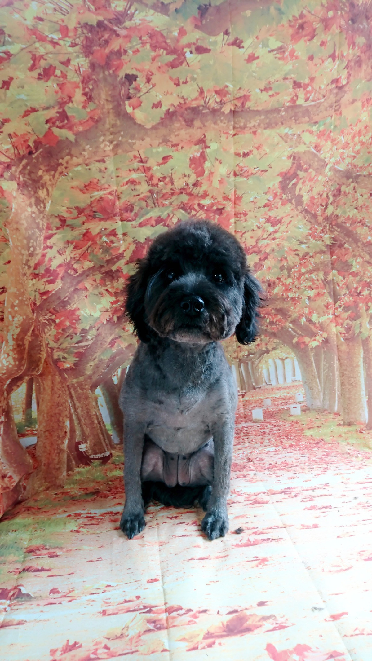 シーズーのナナちゃん&シュナウザーのあんこちゃん トリミングコース