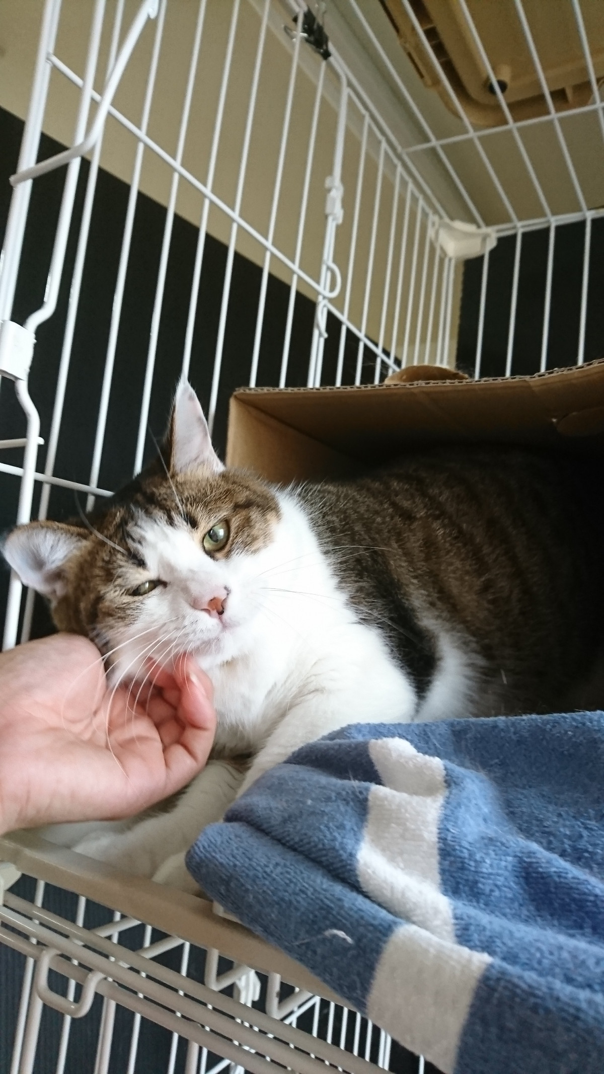 猫のチーコちゃん お泊まりの様子