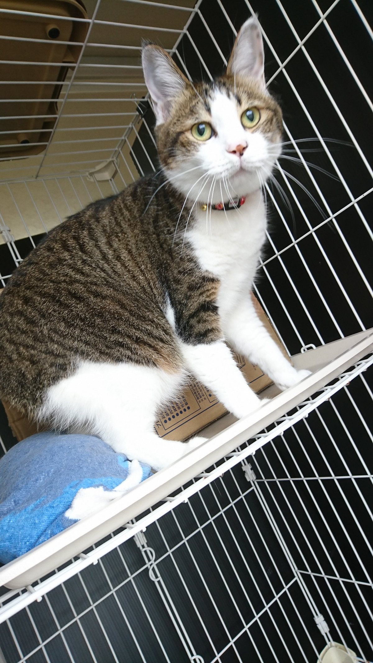 猫のチーコちゃん お泊まりの様子