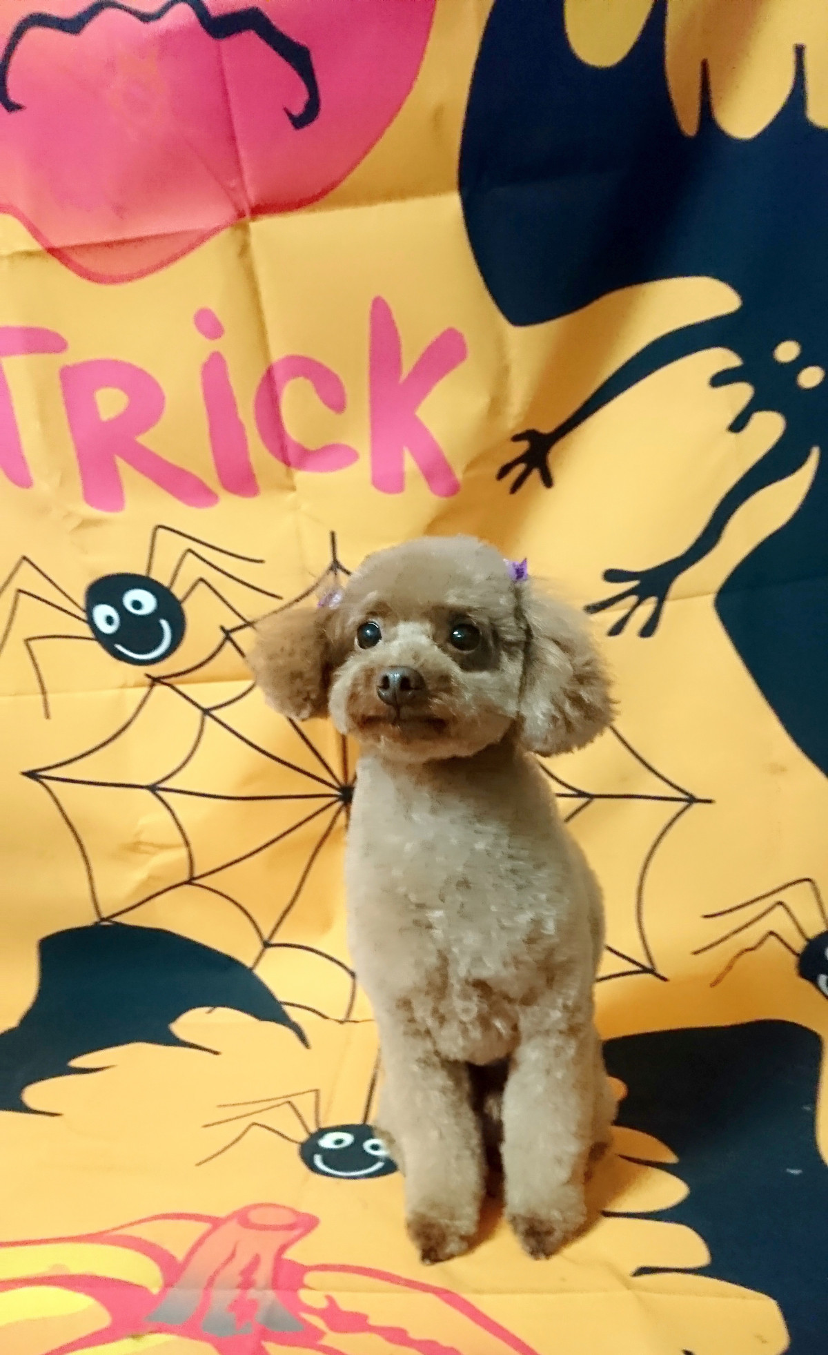 プードルの晴ちゃん トリミングコース