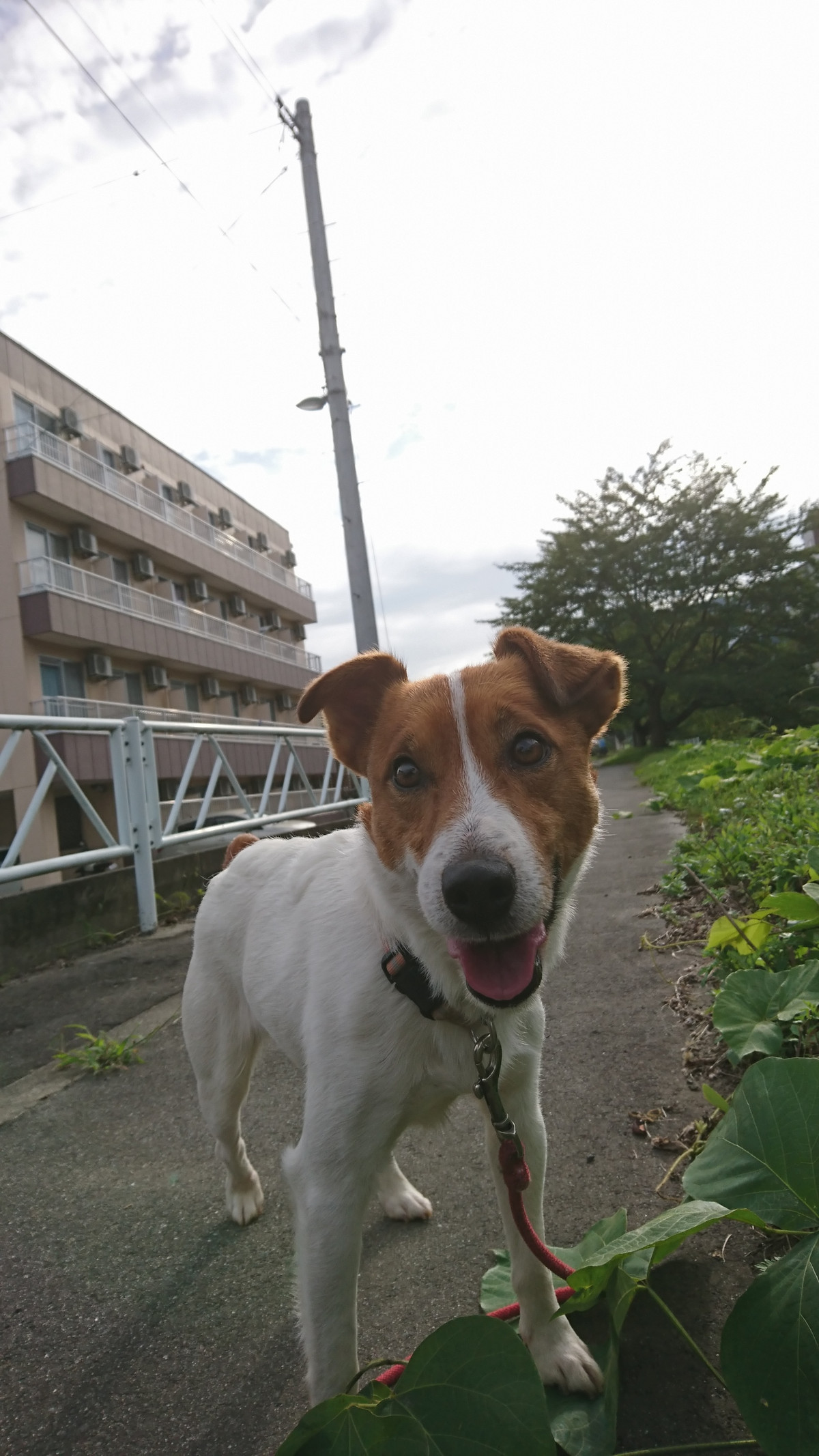 ジャックラセルのマロンちゃん お泊まりの様子