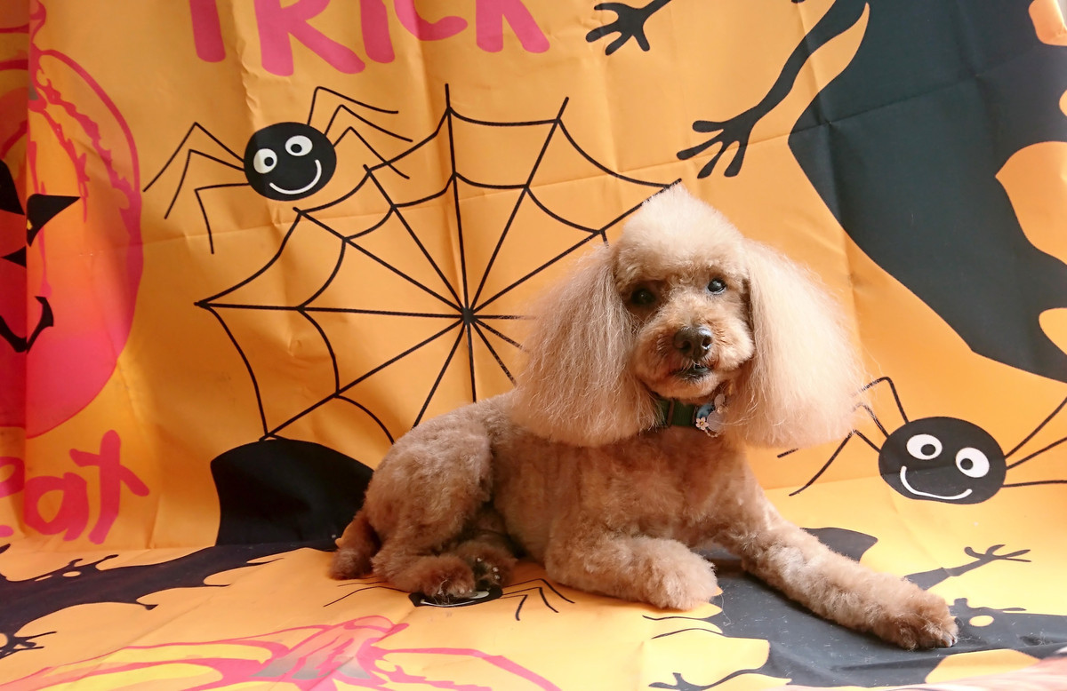 プードルのマロンちゃん トリミングコース