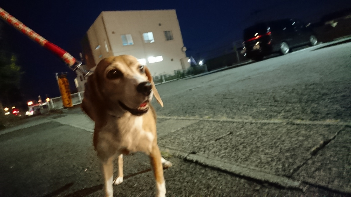 ビーグルのイモコちゃん お泊まりの様子