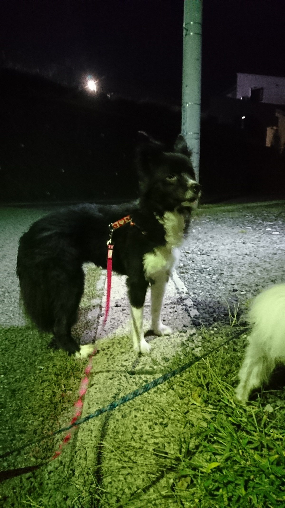 ボーダーの陽ちゃん&パピヨンの蓮ちゃん お泊まりの様子