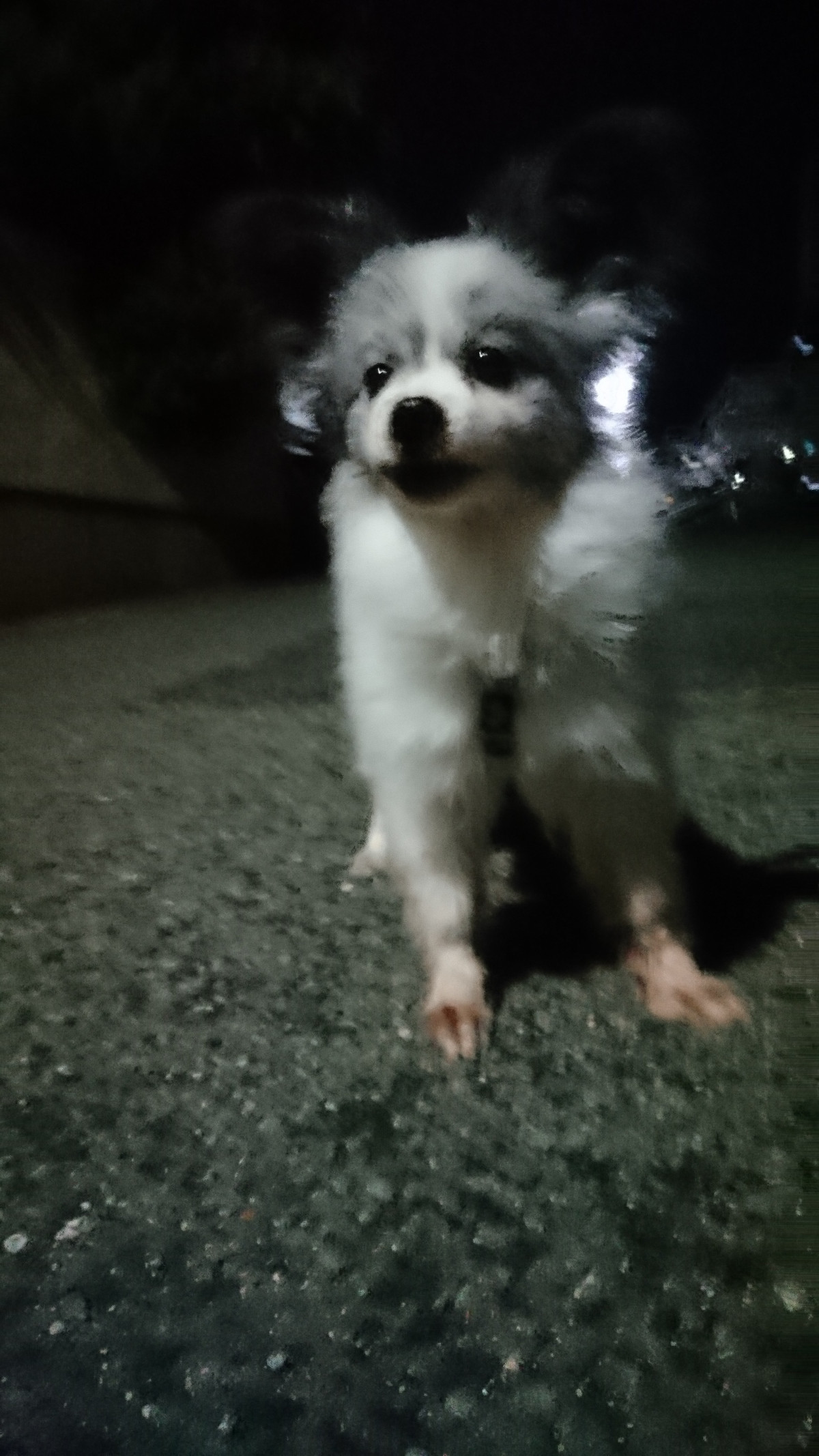 ボーダーの陽ちゃん&パピヨンの蓮ちゃん お泊まりの様子