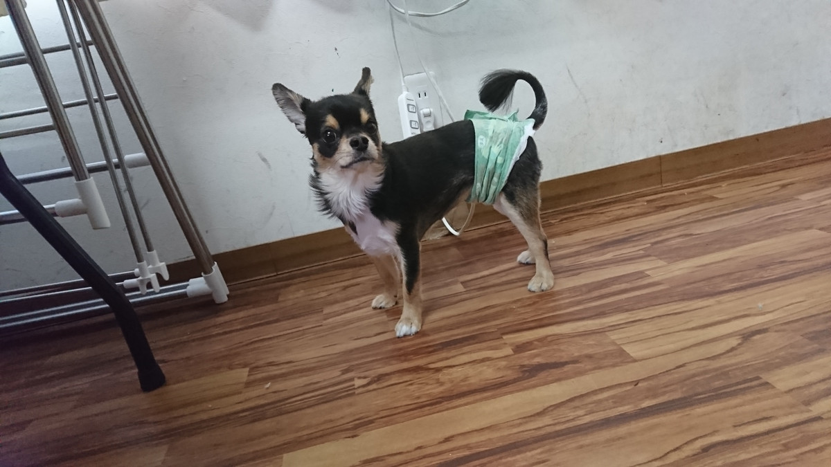 チワワのおうじちゃん お泊まりの様子