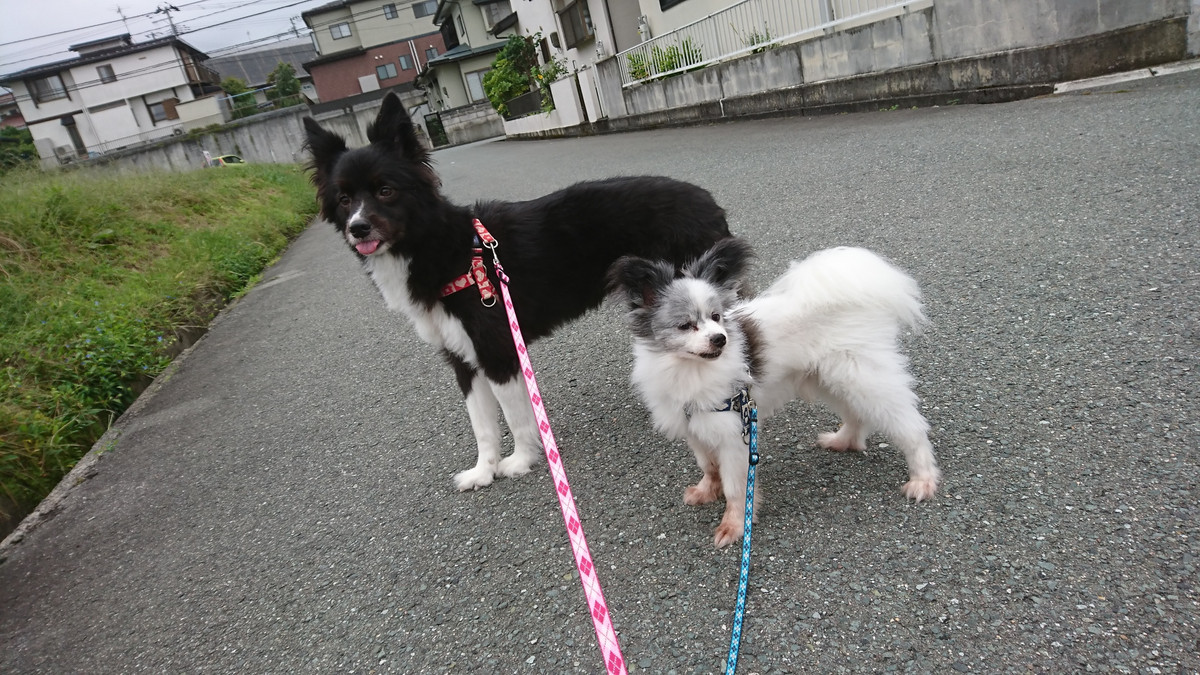 ボーダーの陽ちゃん&パピヨンの蓮ちゃん お泊まりの様子