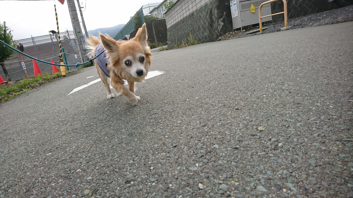 チワワのチビちゃん お泊まりの様子