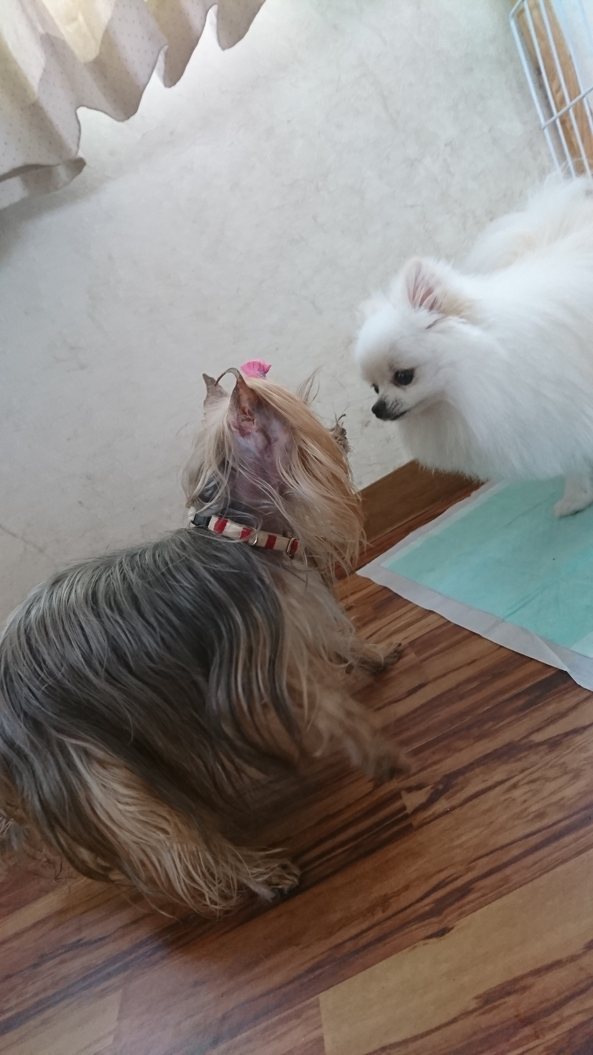 ヨーキーのみゅーちゃん お泊まりの様子