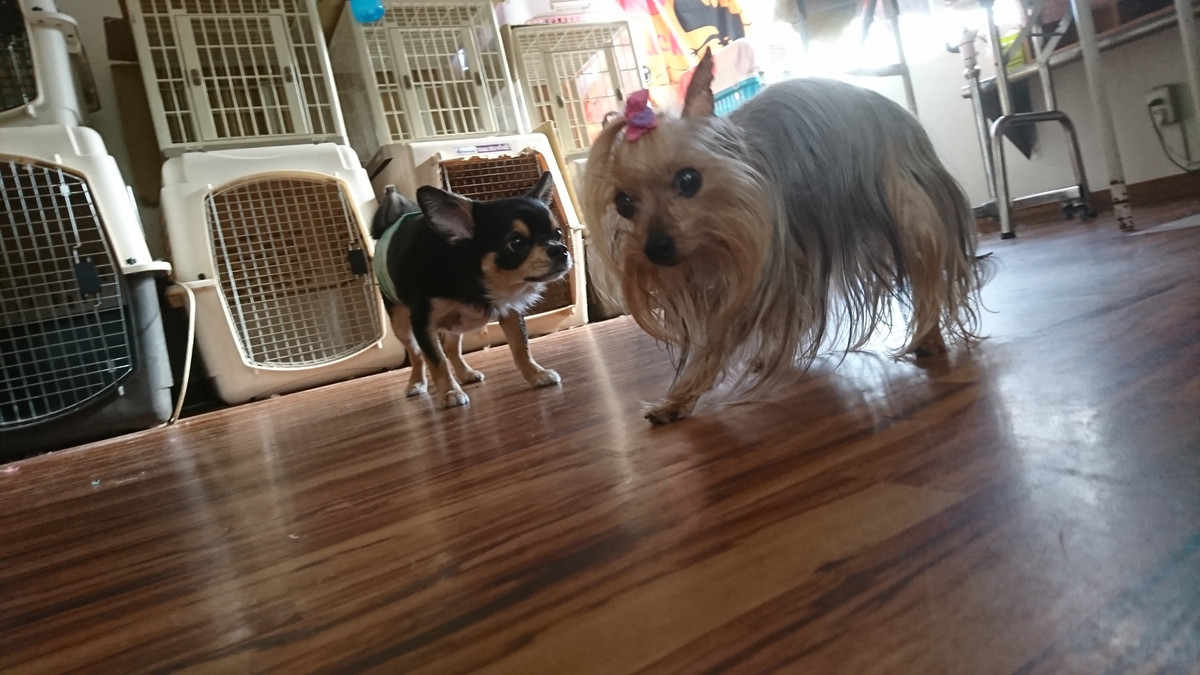 ヨーキーのみゅーちゃん お泊まりの様子