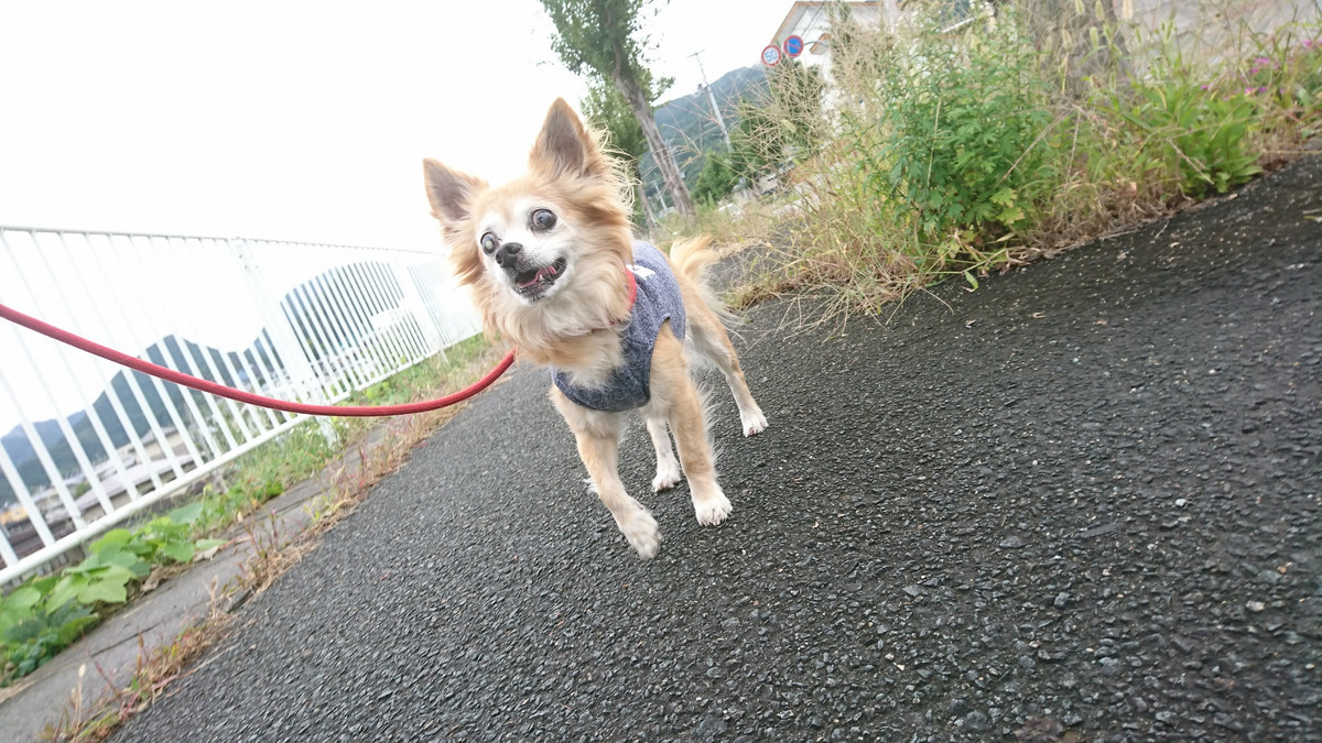 チワワのチビちゃん お泊まりの様子