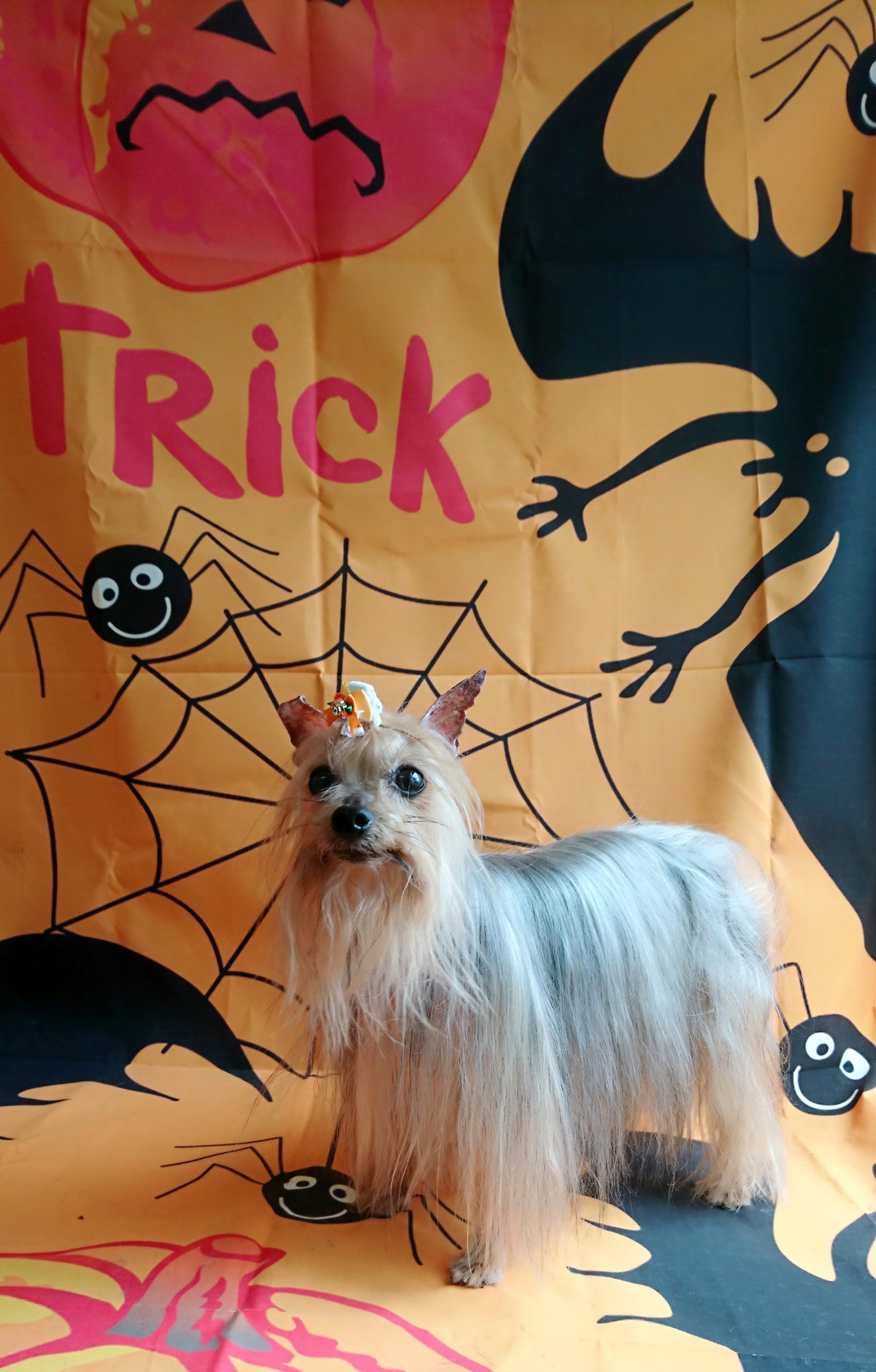 ヨーキーのみゅーちゃん グルーミングコース デンタル ハーブパック