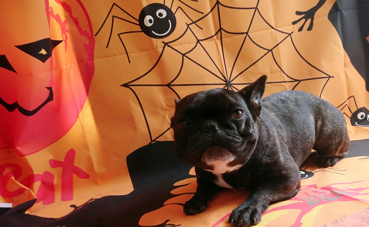 フレブルのあんこちゃん シャンプーコース