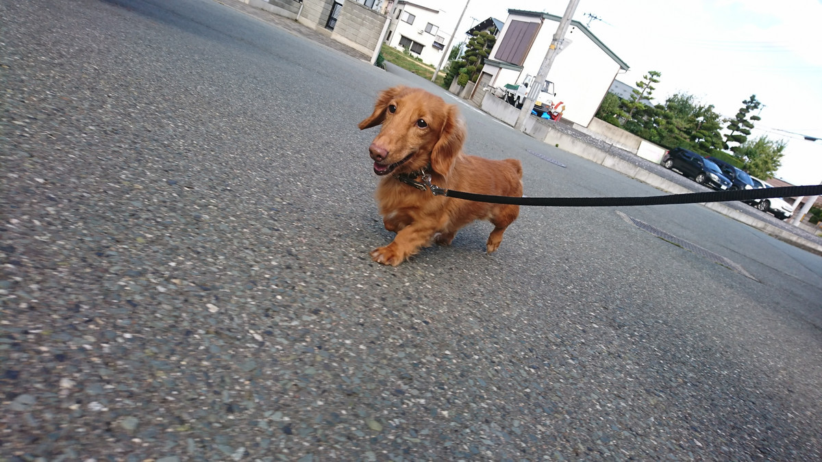 ダックスのマロンちゃん お泊まりの様子