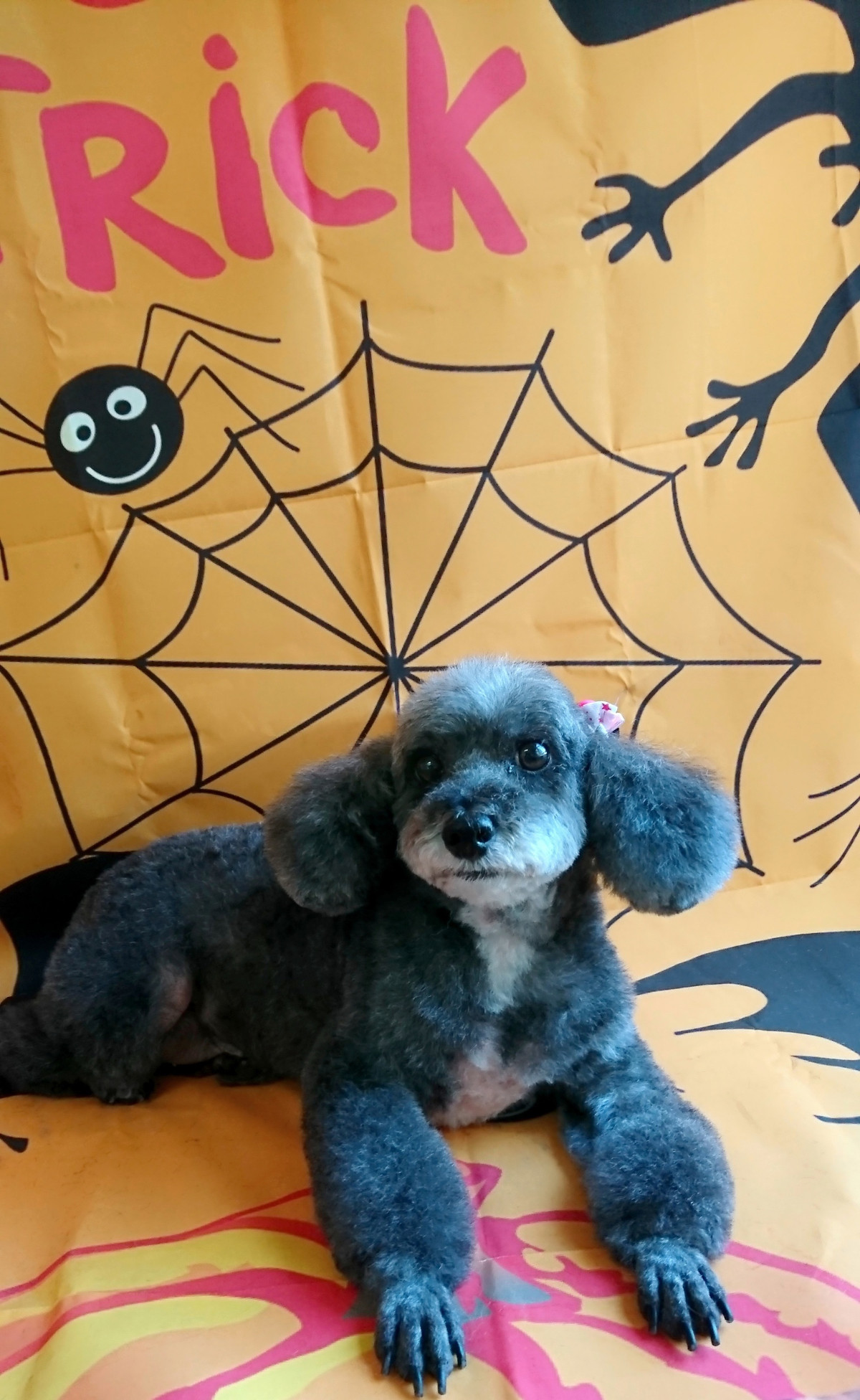 プードルのビビアンちゃん&ココちゃん トリミングコース デンタル