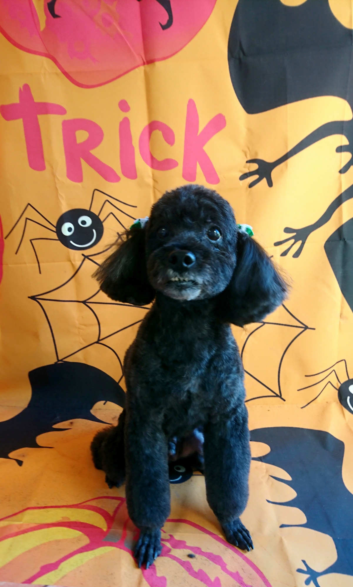 プードルのビビアンちゃん&ココちゃん トリミングコース デンタル