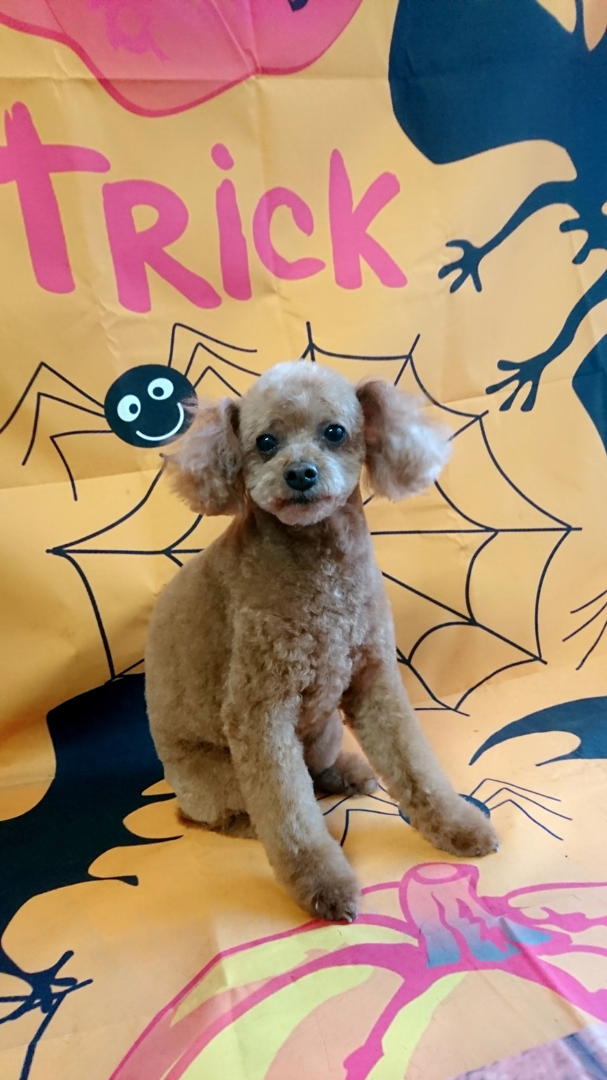 プードルのハルちゃん トリミングコース