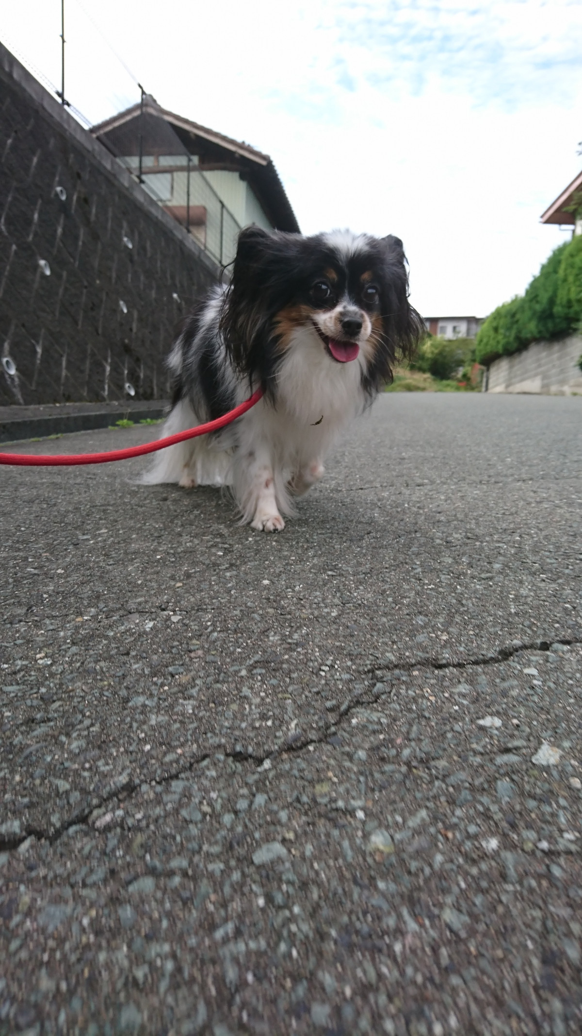 パピヨンのアニーちゃん お泊まりの様子