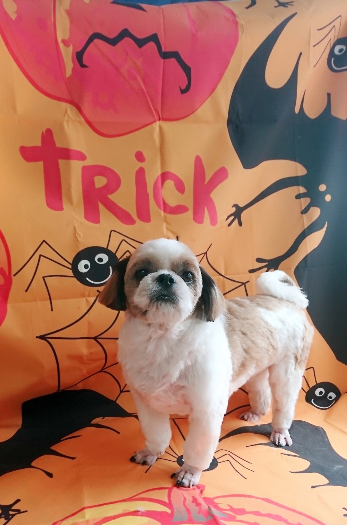 シーズーの空太ちゃん トリミングコース