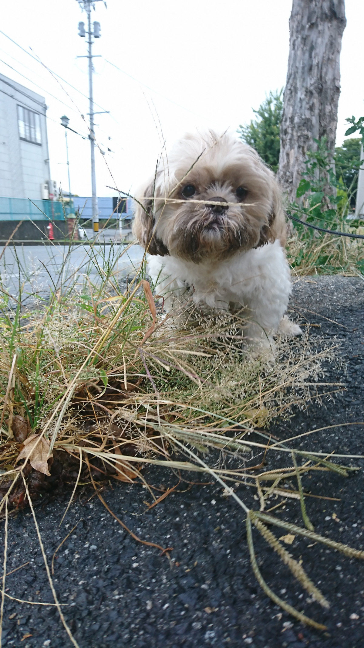 シーズーのレオちゃん お泊まりの様子