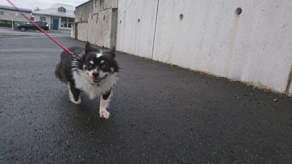 チワワのまるおちゃん お泊まりの様子