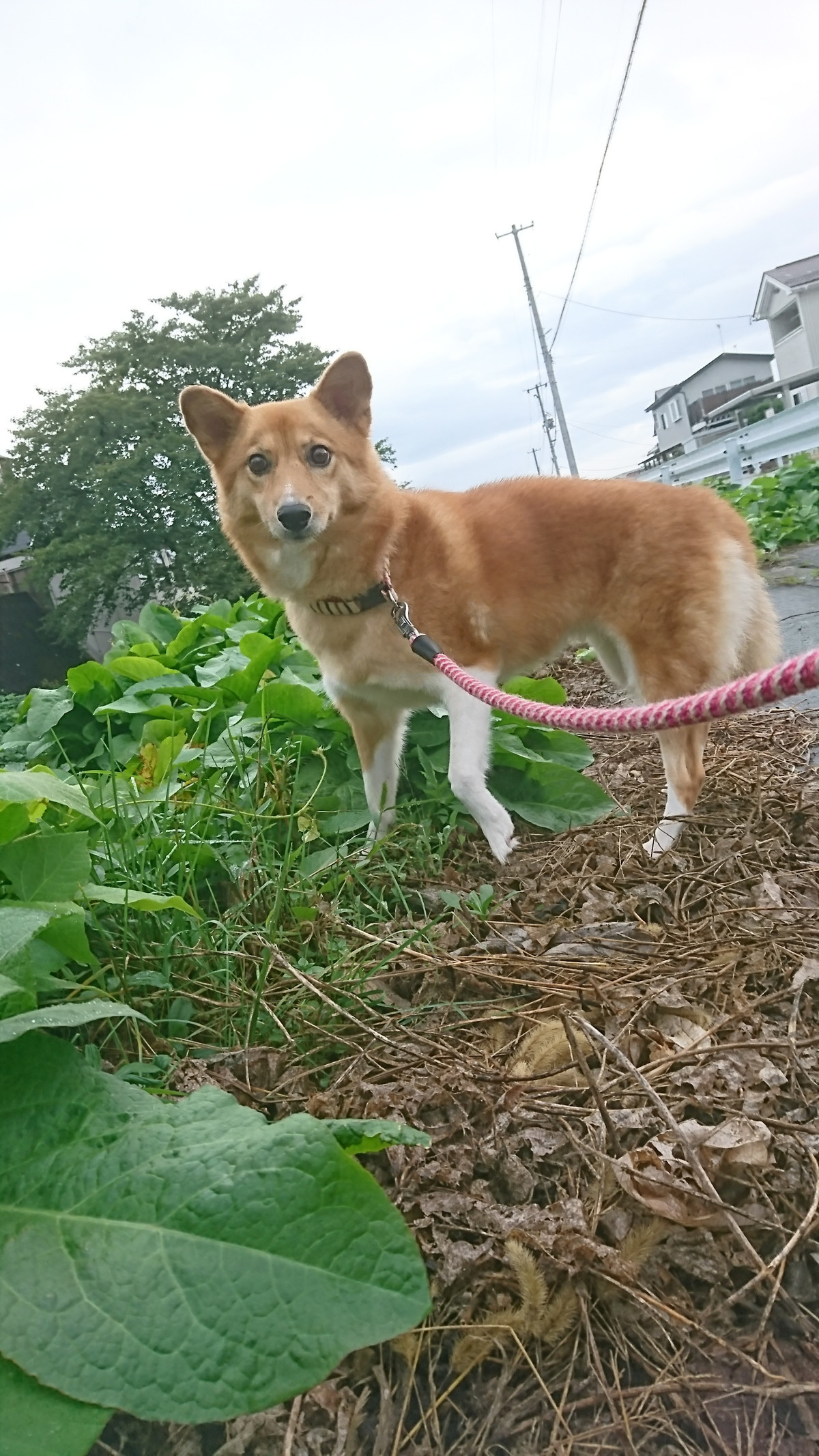 MIXのめいちゃん お泊まりの様子