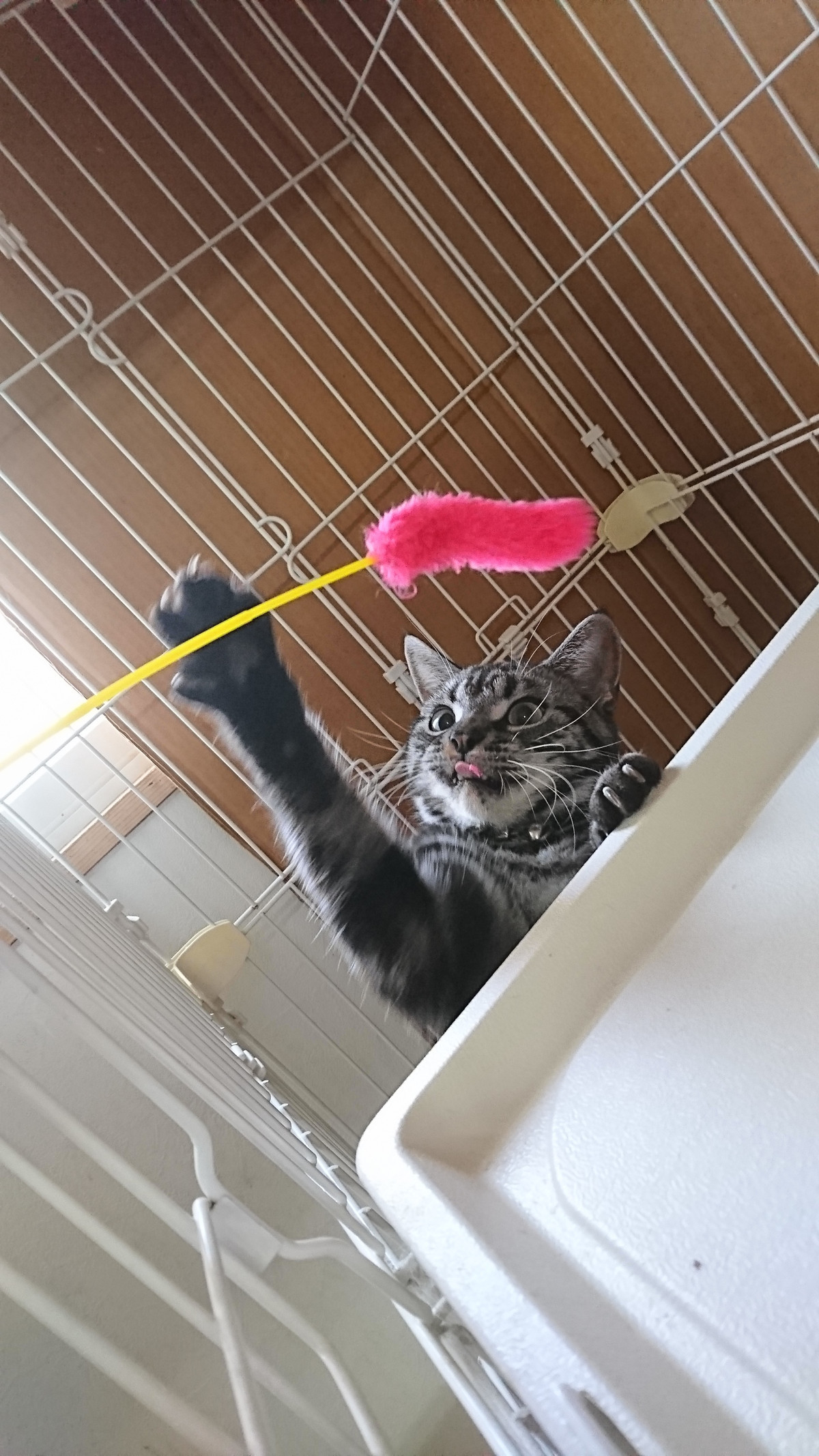 猫のあずきちゃん お泊まりの様子