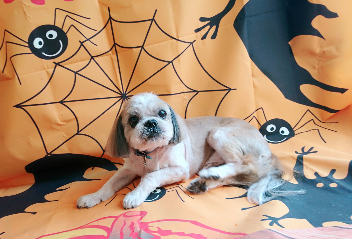 シーズーのちゃちゃ丸ちゃん トリミングコース