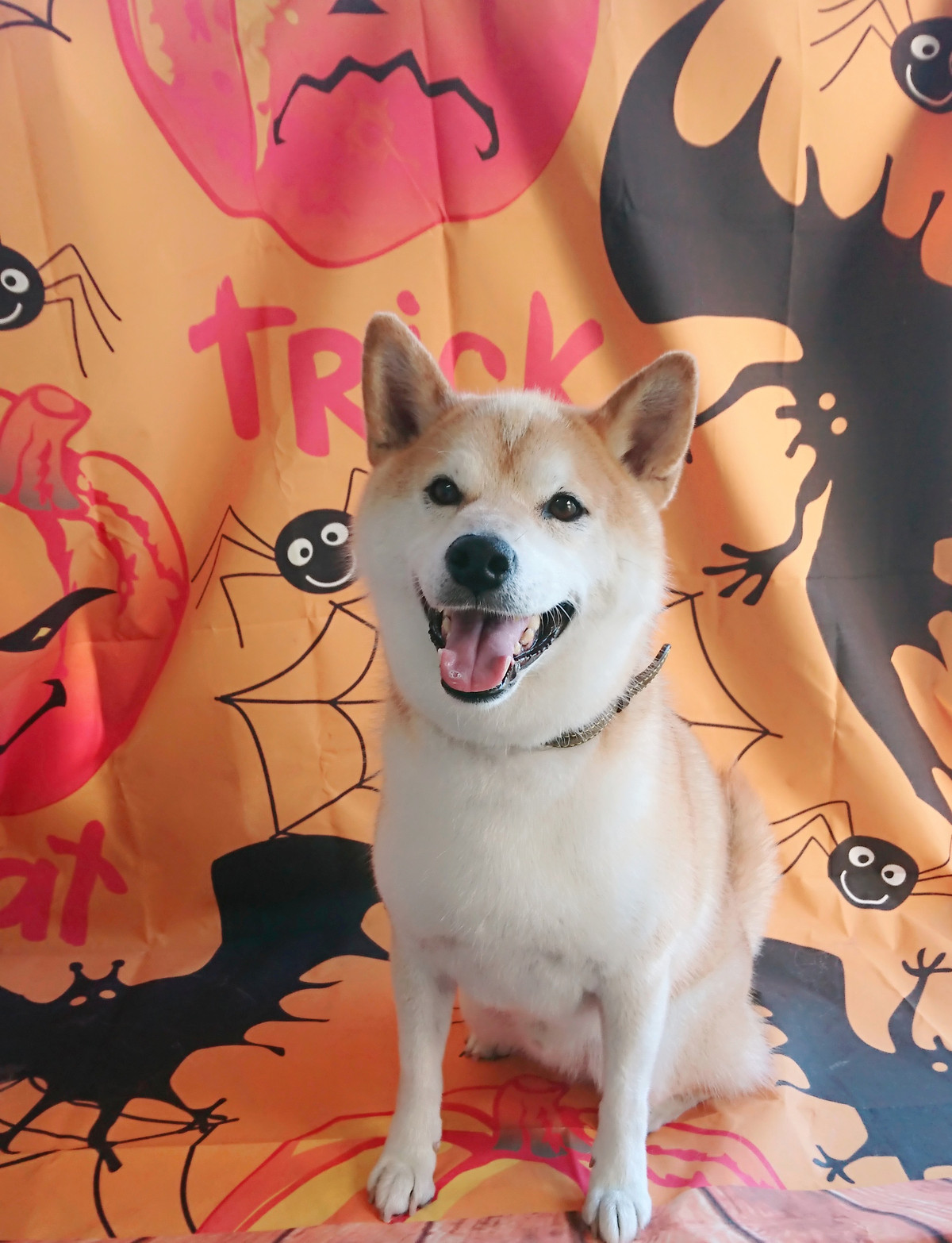 柴のりゅうちゃん グルーミングコース