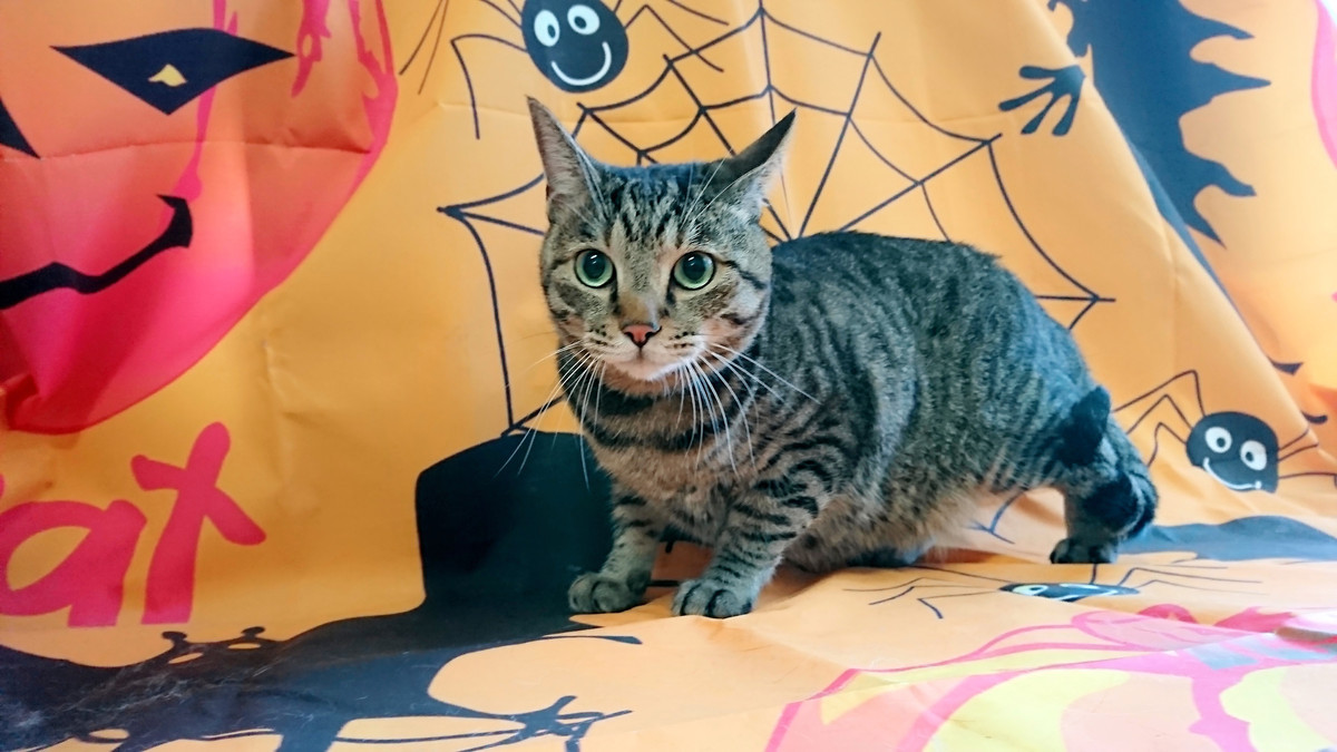 猫の虎太郎ちゃん お爪切り