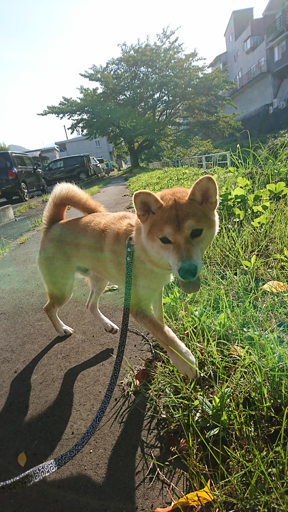 柴の太郎太郎ちゃん お泊まりの様子