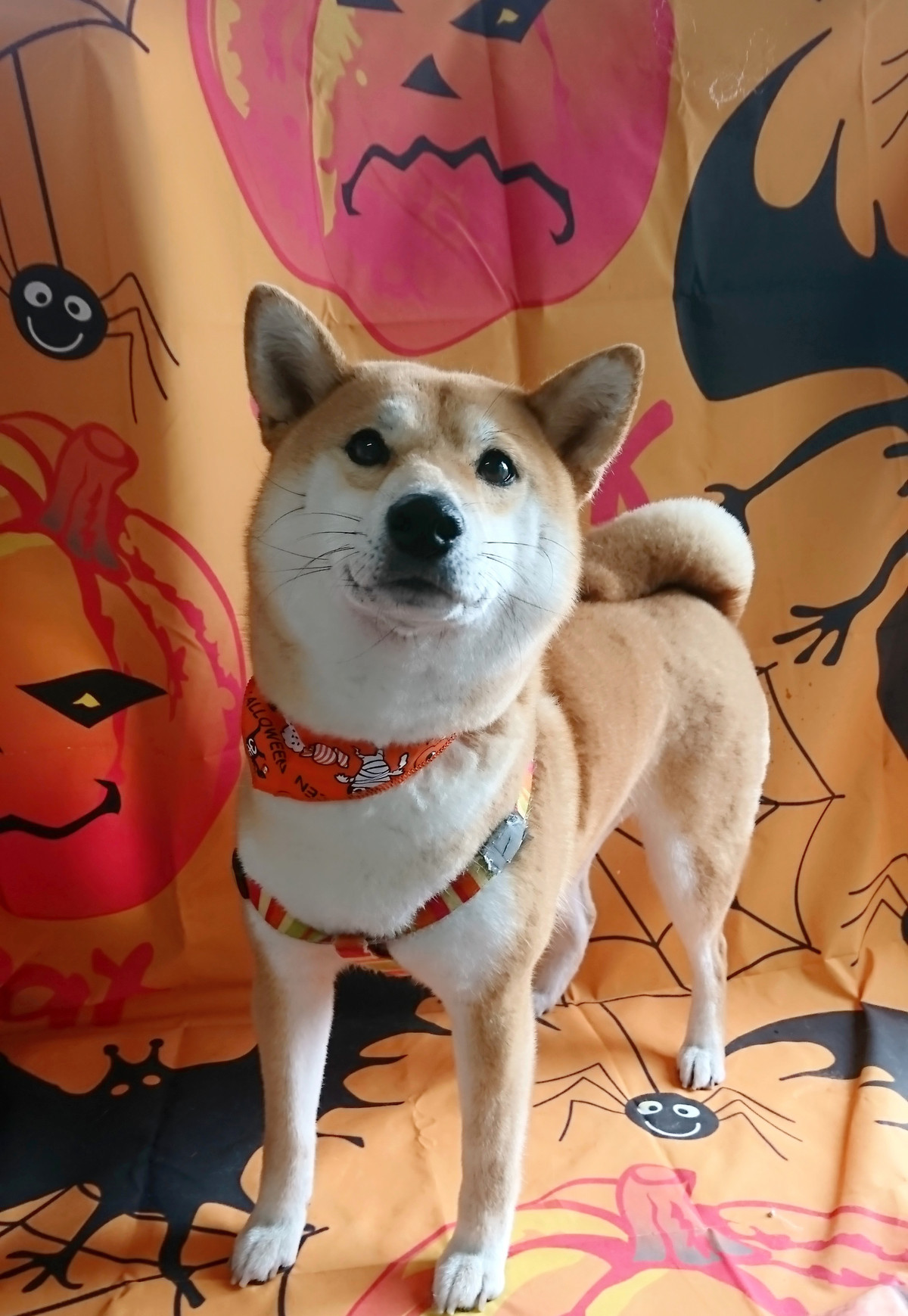 柴のりんちゃん グルーミングコース 部分カット