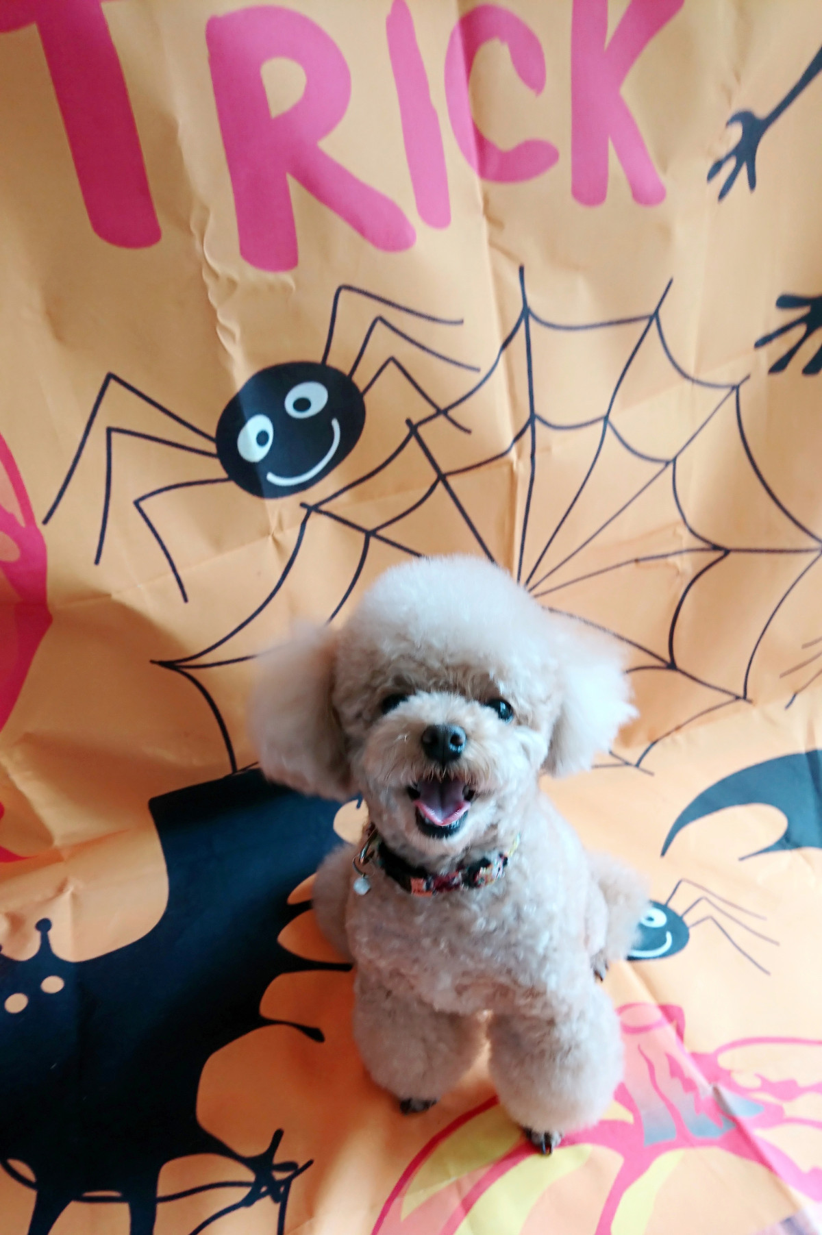 プードルの岳ちゃん シャンプーコース お爪切り 足先バリカン デンタル