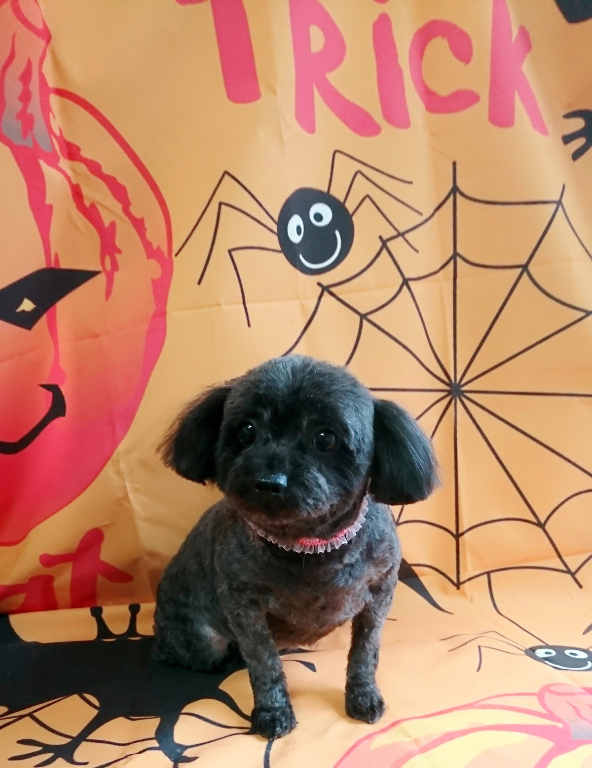 MIXのふぅーちゃん トリミングコース