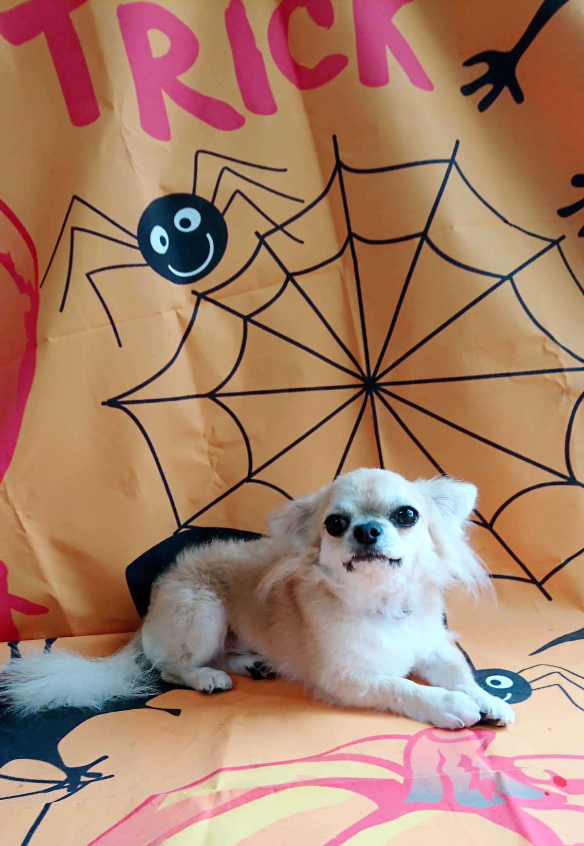 チワワの空ちゃん グルーミングコース 部分カット