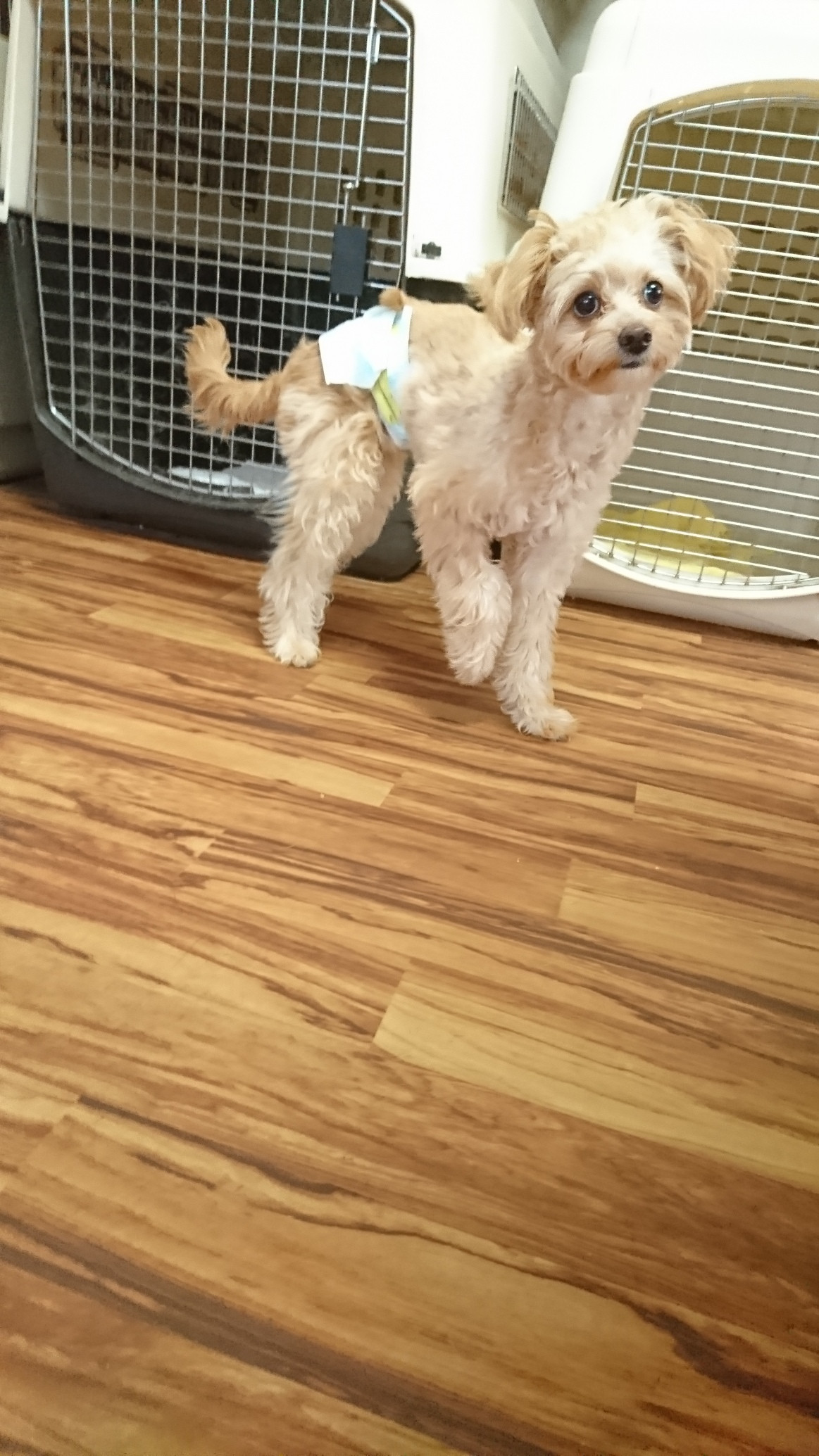 MIXの空太ちゃん お泊まりの様子